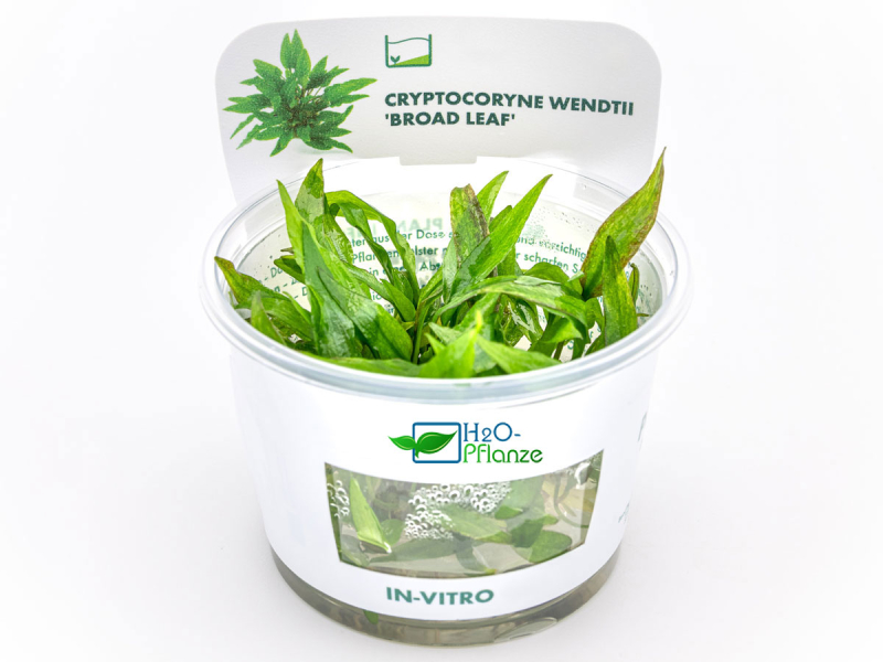 Breitblättriger Wasserkelch - Cryptocoryne wendtii 'Broad Leaf' in vitro